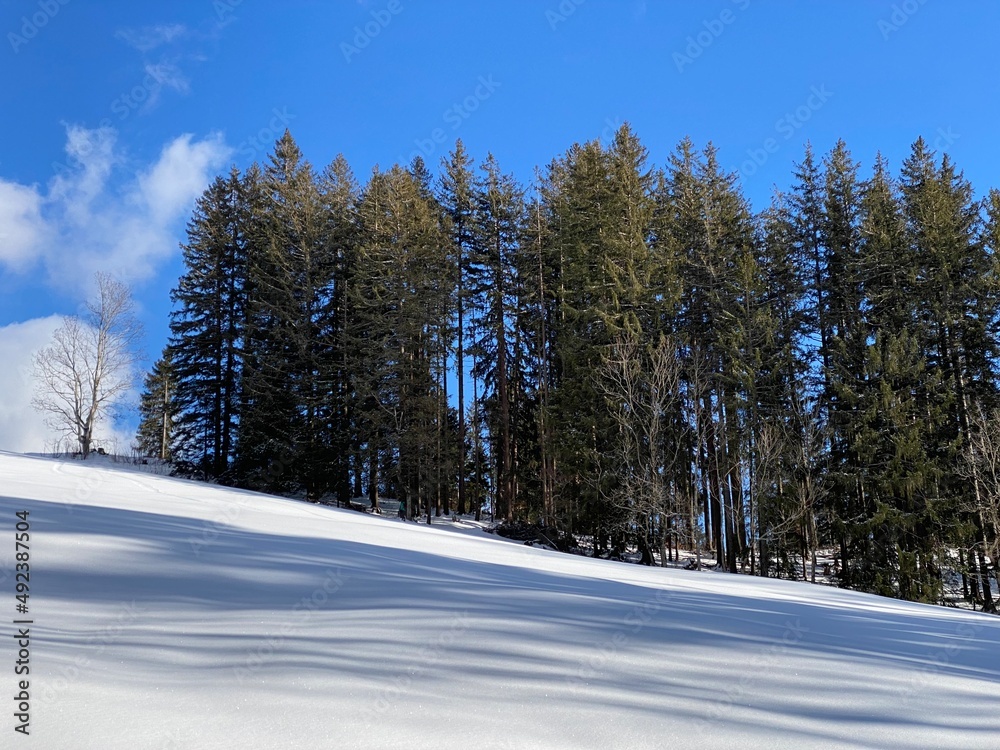 Picturesque canopies of alpine trees in a typical winter atmosphere after snowfall over the Obertoggenburg alpine valley and in the Swiss Alps - Unterwasser, Switzerland (Schweiz) Picturesque canopies of alpine trees in a typical winter atmosphere after snowfall over the Obertoggenburg alpine valley and in the Swiss Alps - Unterwasser, Switzerland (Schweiz)