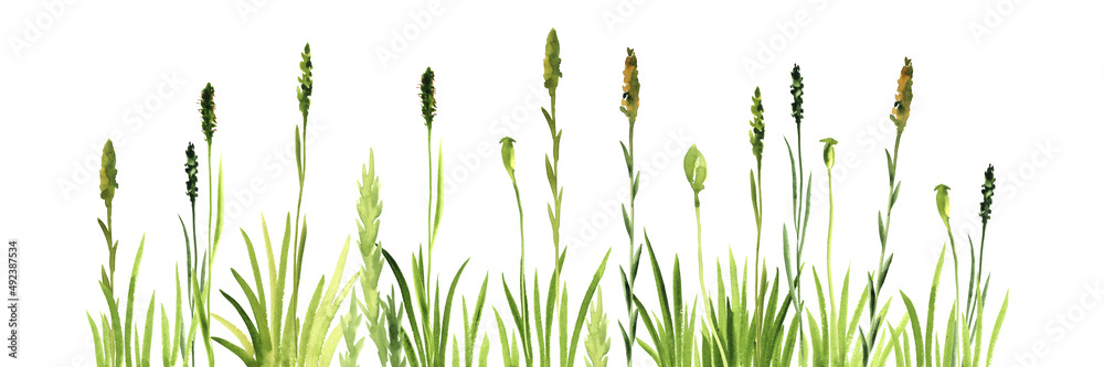 watercolor drawing green grass at white background, hand drawn illustration watercolor drawing green grass at white background, hand drawn illustration