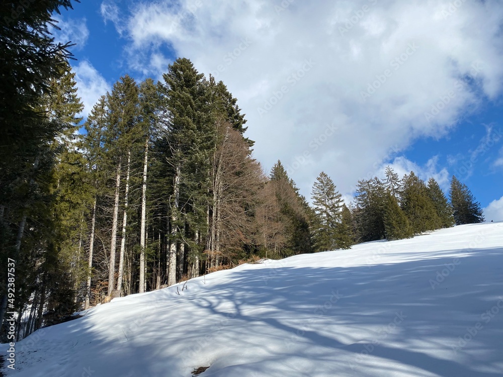 Picturesque canopies of alpine trees in a typical winter atmosphere after snowfall over the Obertoggenburg alpine valley and in the Swiss Alps - Unterwasser, Switzerland (Schweiz) Picturesque canopies of alpine trees in a typical winter atmosphere after snowfall over the Obertoggenburg alpine valley and in the Swiss Alps - Unterwasser, Switzerland (Schweiz)