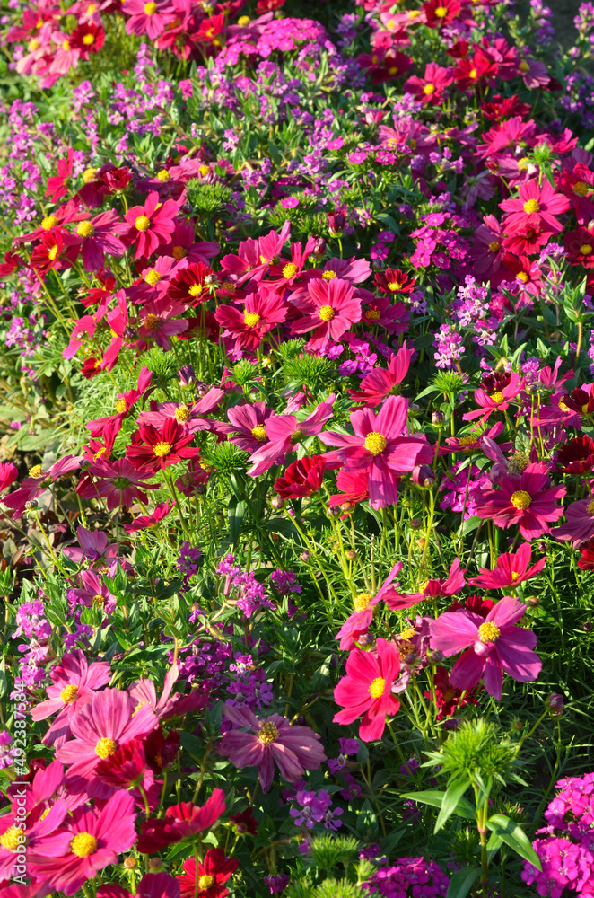 Pink and purple cosmos flower in the outdoor​ garden​