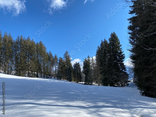 Picturesque canopies of alpine trees in a typical winter atmosphere after snowfall over the Obertoggenburg alpine valley and in the Swiss Alps - Unterwasser, Switzerland (Schweiz)