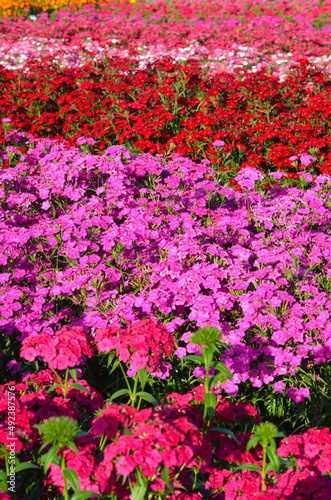 pink phlox drummondii flower in outdoor garden