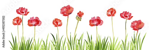 watercolor drawing green grass and red poppy flowers at white background, hand drawn illustration