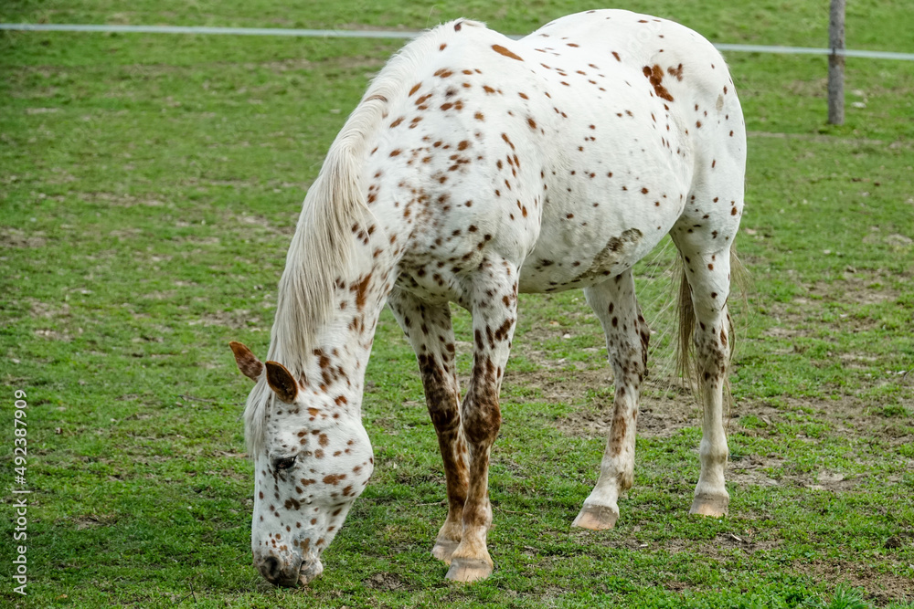 Koń biały cętkowany maści tarantowatej - obrazy, fototapety, plakaty 