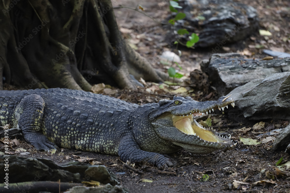 Obraz premium The thai crocodile rest on the garden