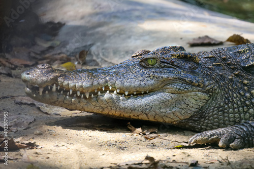 Close up crocodile is action show head in garden © pumppump