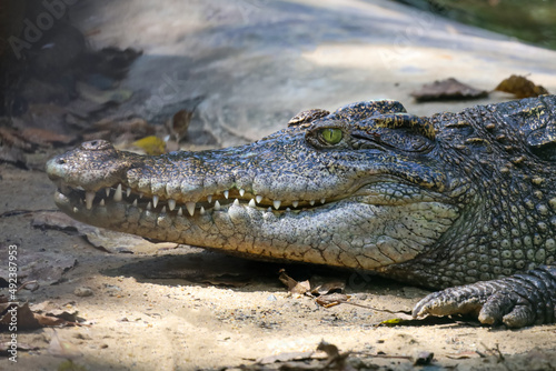 Close up crocodile is action show head in garden