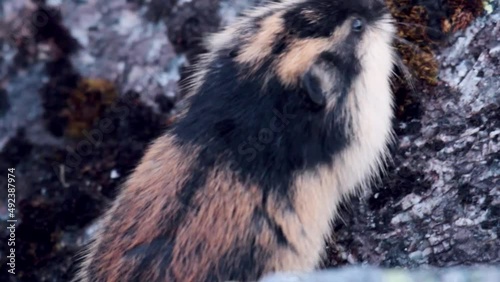 Norwegian lemming (Lemmus lemmus) appetitive behavior: feeds on green leaves of moss fruits in mountain rocky tundra. Endemic of Scandinavia and sample of famous suicidal unrestrained mass migrations photo