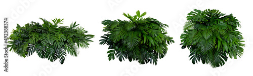 group of tropical foliage leaves foliage plants forest bush flower arrangement nature isolated on white background combine ,cutting path