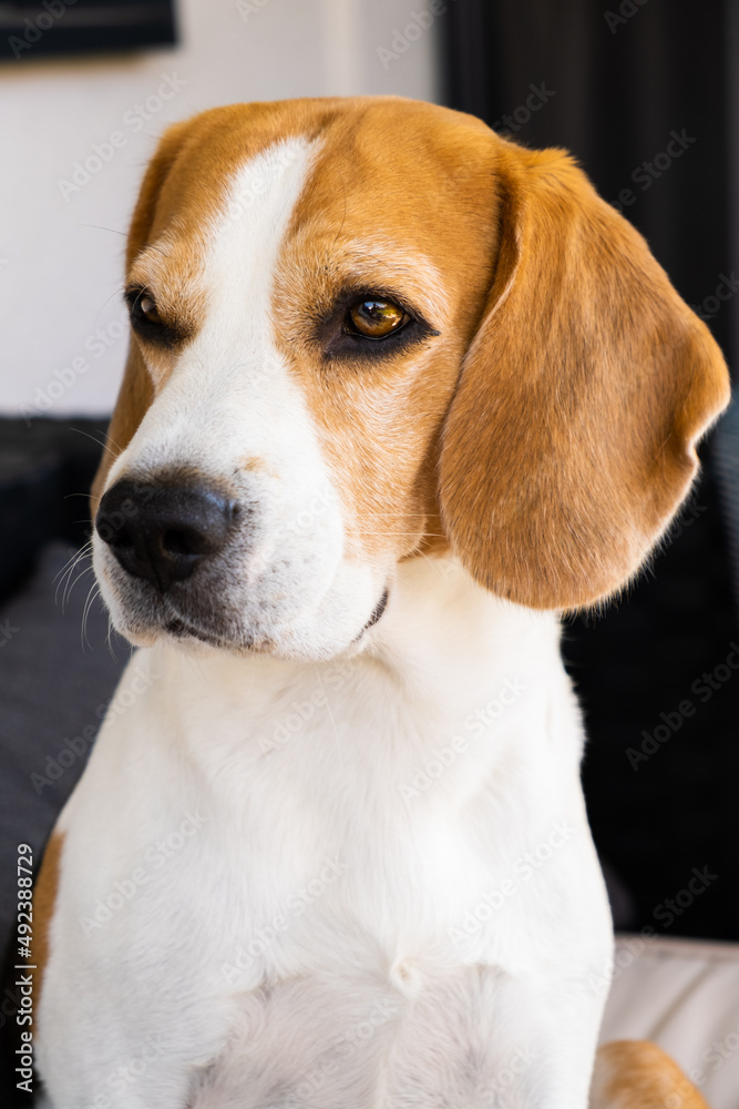 Beautiful Beagle dog portrait outdoors. Canine background