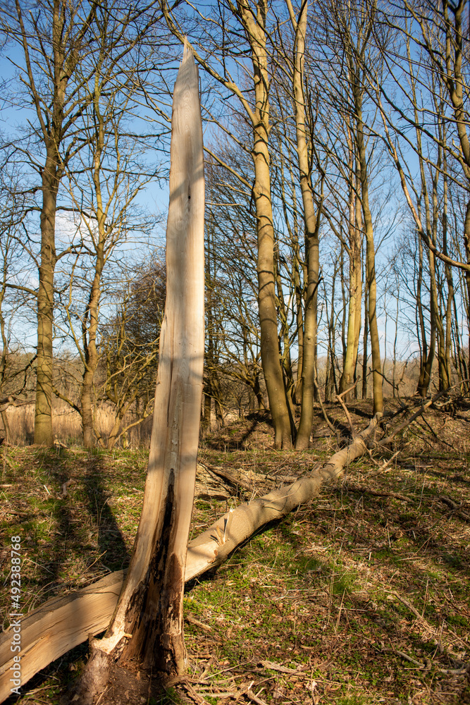 Fototapeta premium A fallen tree in a forest in the sunlight after a storm