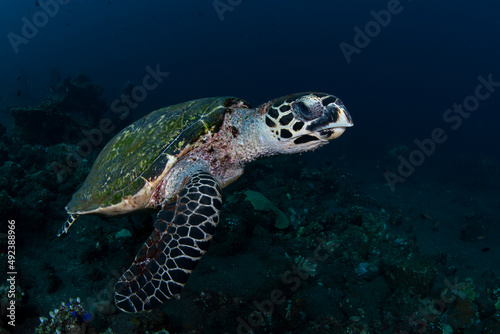 Hawksbill Sea Turtle - Eretmochelys imbricata. Underwater world of Tulamben, Bali, Indonesia. © diveivanov