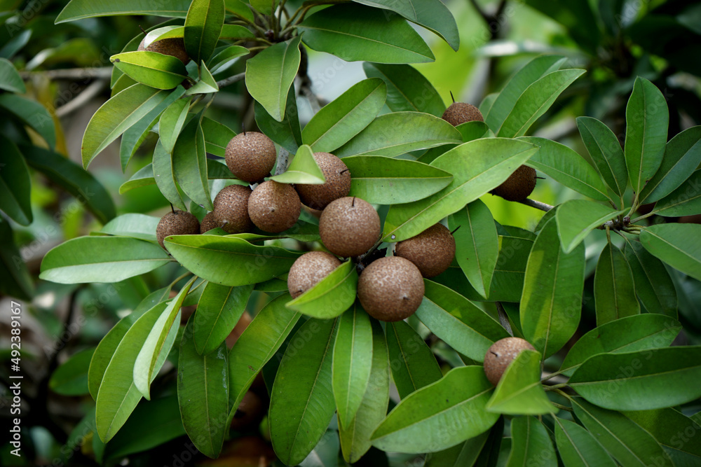 Caqui tree or Sawo kecik, ( sapodilla ), bears fruit in the garden tree behind the house Caqui tree or Sawo kecik, ( sapodilla ), bears fruit in the garden tree behind the house