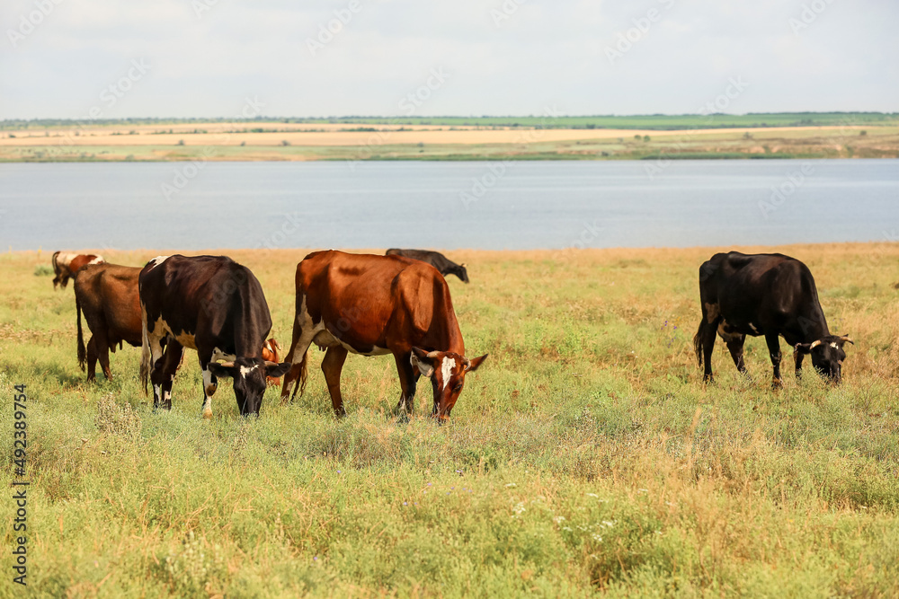 Fototapeta premium Cute cows grazing on green pasture