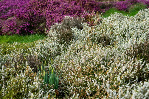 Close up of beautiful flowering purple and white heather, Calluna Vulgaris, in the Glen of Aherlow, Tipperary, Ireland.  photo