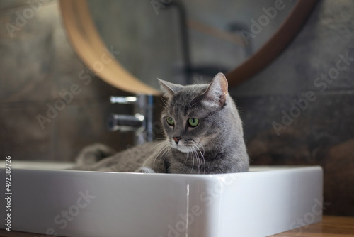 Beautiful cute gray cat with green eyes. The pet lies in the sink, washes. Animal care, hygiene.