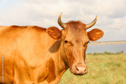 Brown cow on pasture, closeup