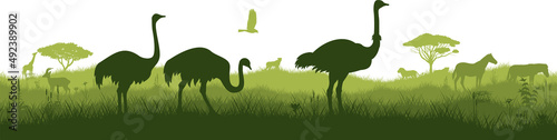 Vector horizontal seamless tropical african savannah with ostrich family, zebra, lions, cheetah and giraffe