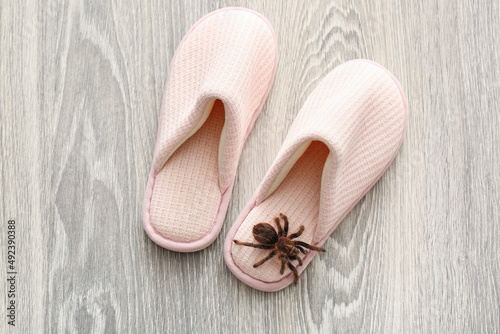 Fototapeta Naklejka Na Ścianę i Meble -  Scary tarantula spider on slippers in room