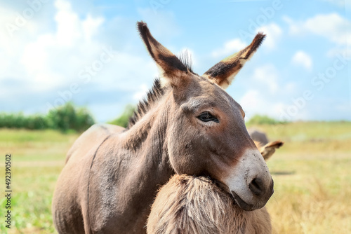 Billede på lærred Grey donkeys in wildlife sanctuary