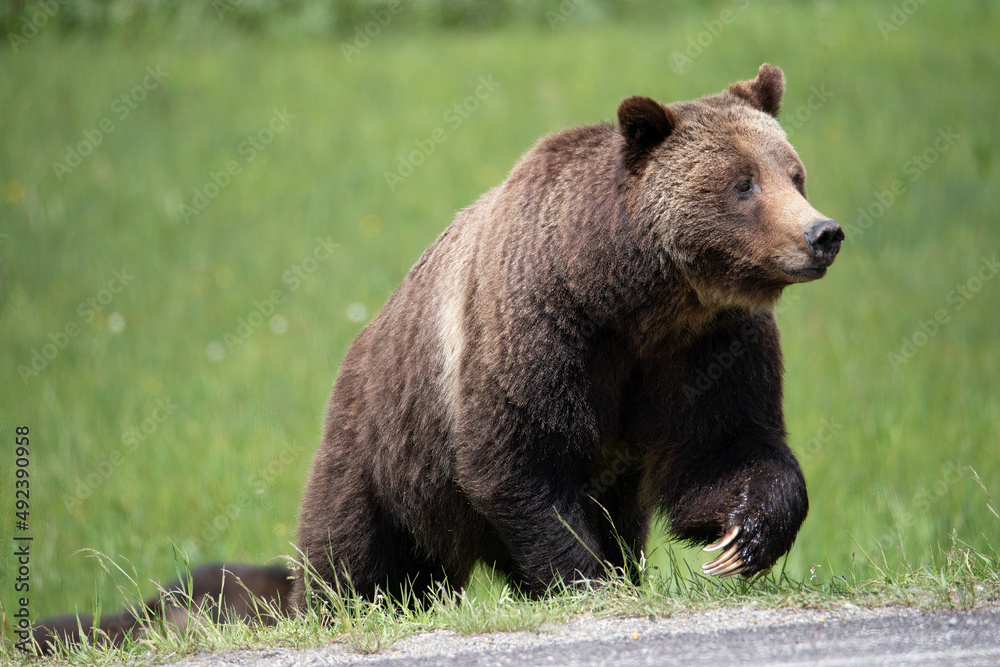 Fototapeta premium Grand Teton Grizzly 399 looking to cross road