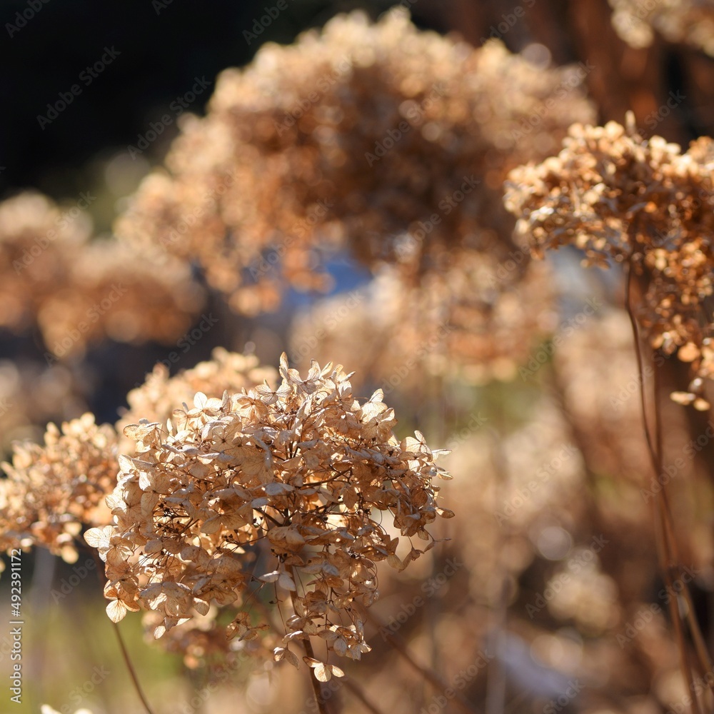 Dried hydrangea flowers brown flowers in garden after winter, vintage