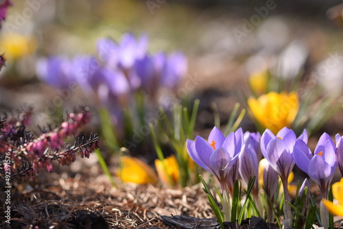 Blooming violet and yellow crocuses, snow crocus flowers in early spring garden, flower crocus closeup on bokeh garden background, springtime image with space for text.