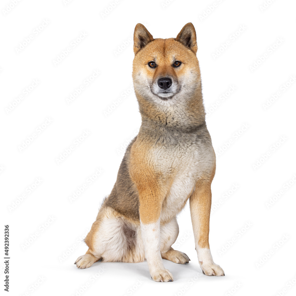 Handsome Shiba Inu dog, sitting up facing front. Looking towards camera. Isolated on a white background.