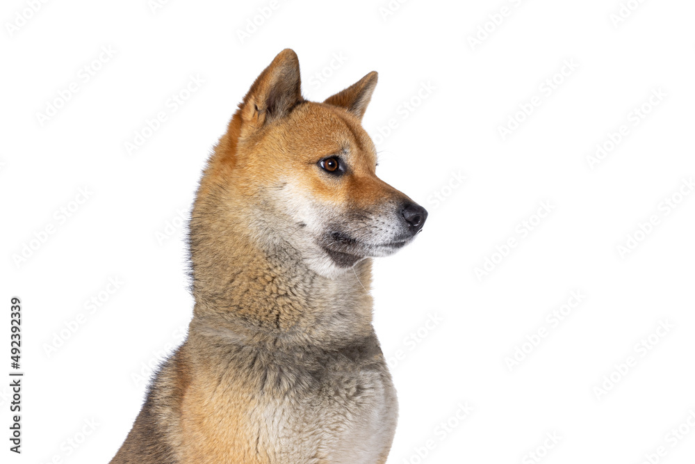 Head shot of handsome Shiba Inu dog, sitting side ways. Looking away from camera showing profile. Isolated on a white background. Head shot of handsome Shiba Inu dog, sitting side ways. Looking away from camera showing profile. Isolated on a white background.
