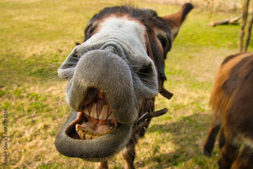 Fototapeta premium Esel und ihre Grimassen