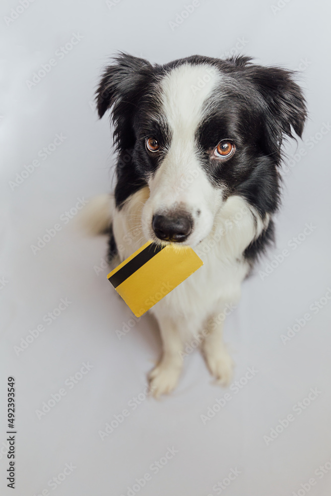Cute puppy dog border collie holding gold bank credit card in mouth isolated on white background. Little dog with puppy eyes funny face waiting online sale. Shopping investment banking finance concept