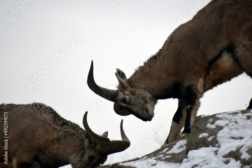 Two goats fight on the snow mountains