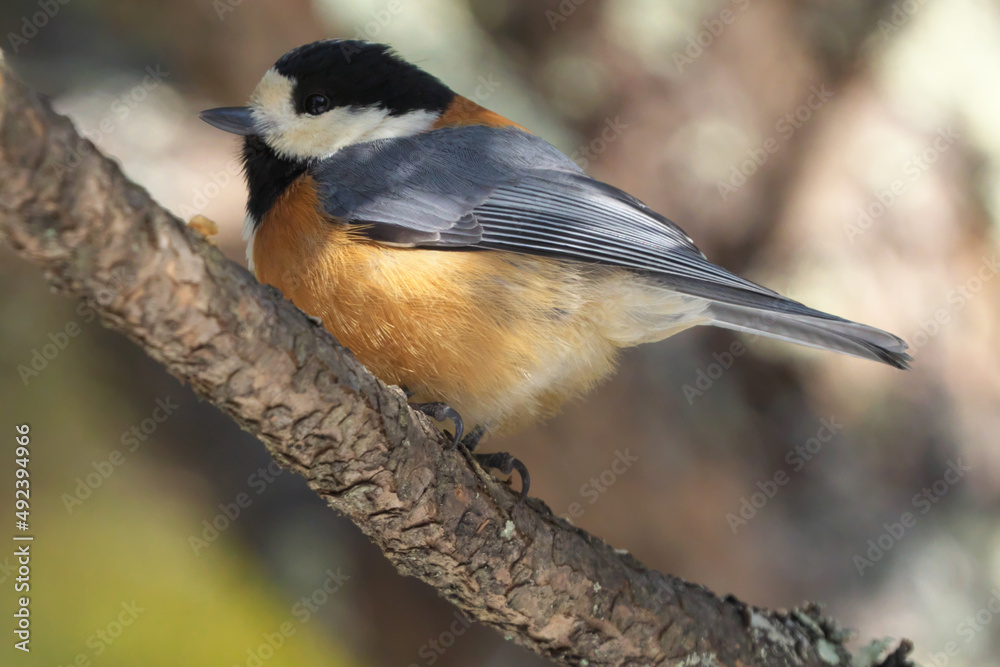 Obraz premium ヤマガラ