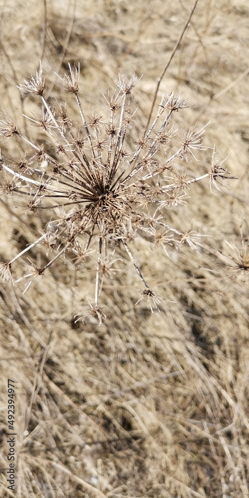 Fototapeta premium grass background