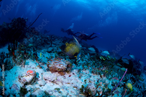 Fototapeta Naklejka Na Ścianę i Meble -  A french angel fish with divers in the background 
