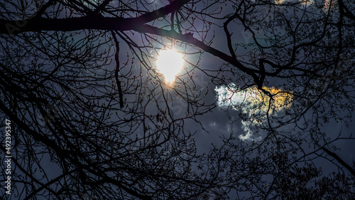 sunset in the forest