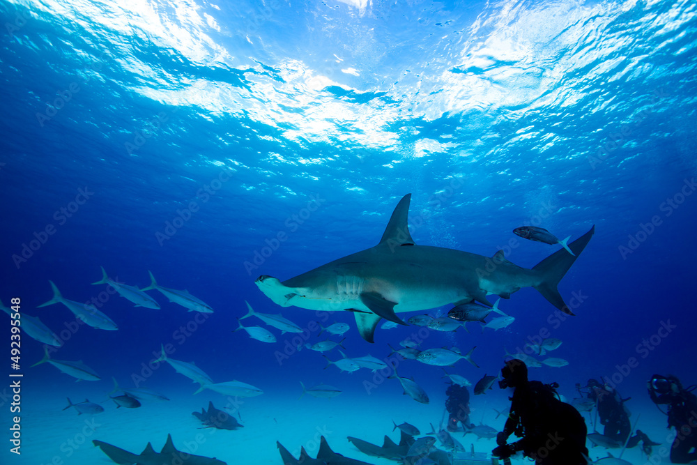 Fototapeta premium A hammerhead swimming through the dive site 