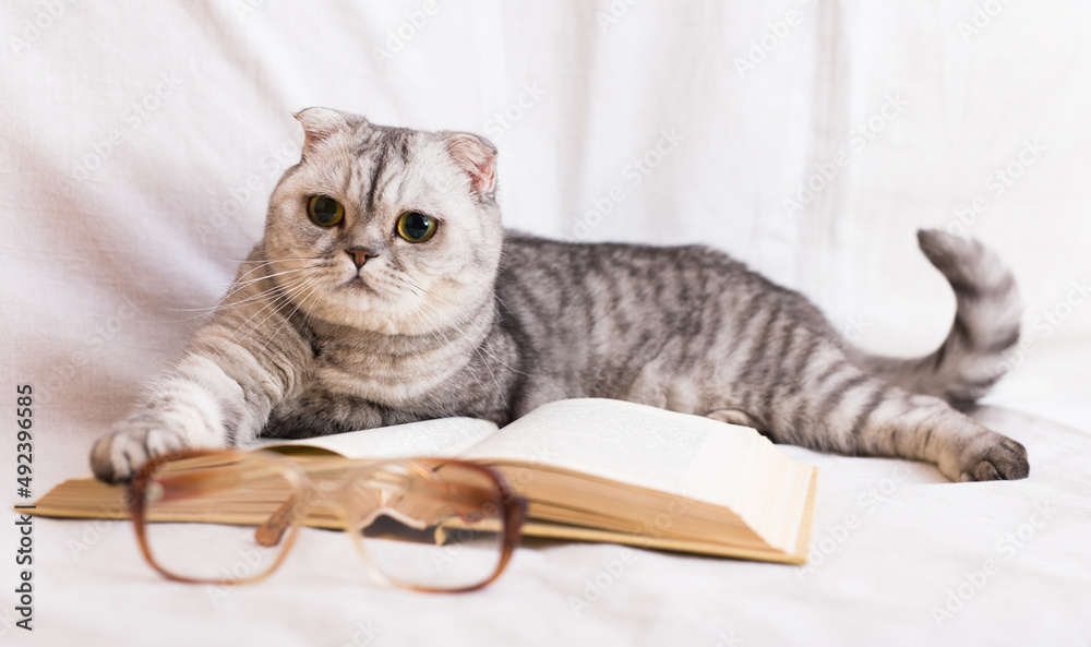 Relaxed cat lying near open book and glasses of owner