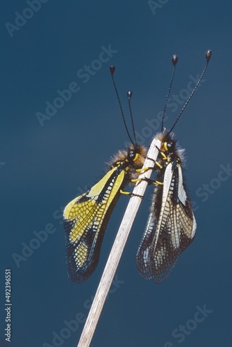 owly sulphur, Ascalaphus coccajus photo