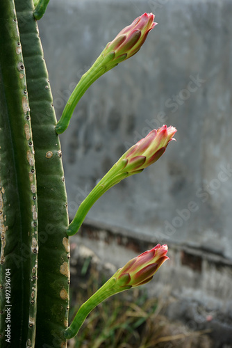 Cereus Peruvianus (cactus coboy) is starting to bloom beautifully