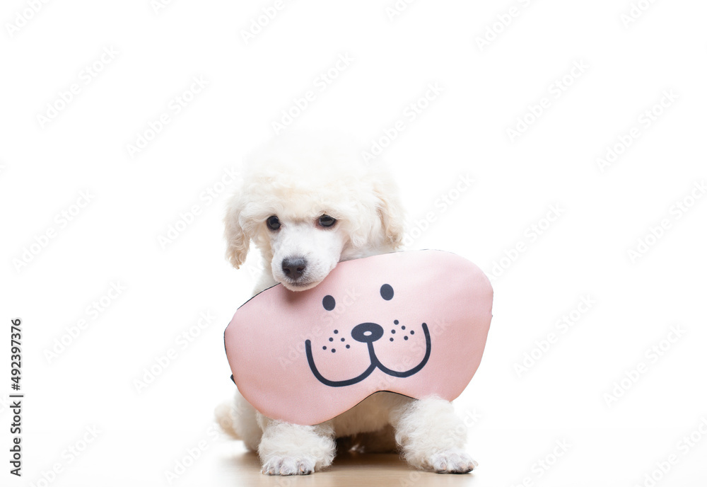 image of dog sleeping mask white background image of dog sleeping mask white background
