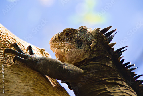 A grey Lesser Antillean Iguana on a tree branch, showing crest and claws. This animal is endemic from Caribbean Islet Chancel in Martinique and is threaten by rising sea level.