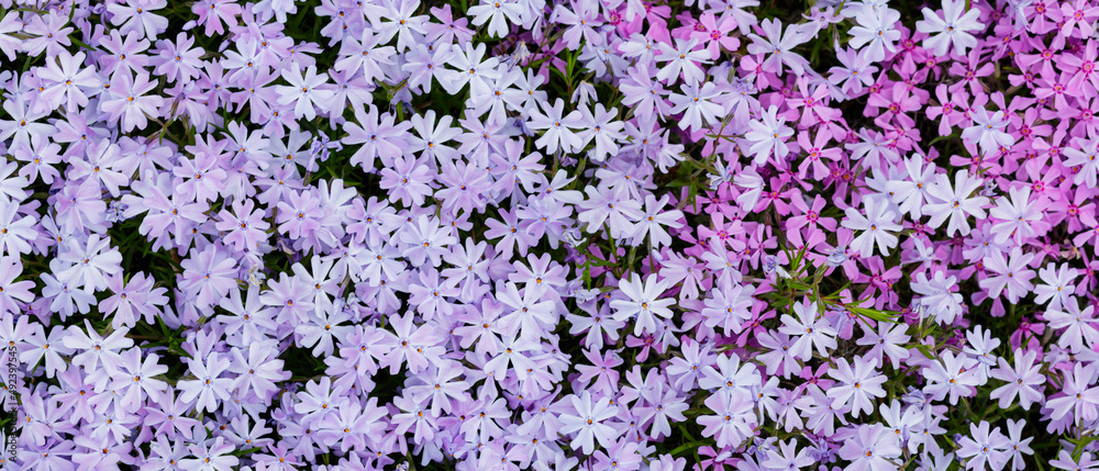 Obraz premium Violet moss phlox. Floral background with subulata flowers. Purple background from phlox flowers
