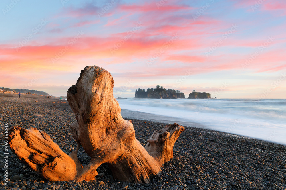 Beautiful sunset with a dead tree root in foreground at Rialto Beach, Olympic National Park.  The beach is located on the Pacific Ocean in Washington state, USA