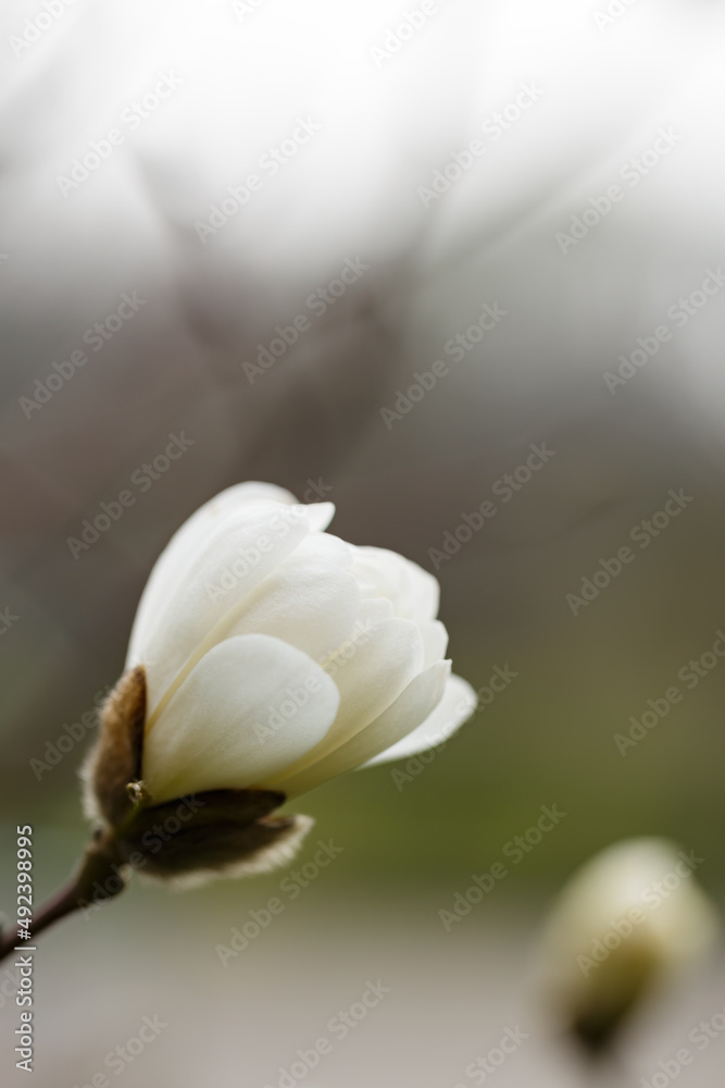 Fototapeta premium White magnolia flower in the garden. Blooming magnolia on a branch. Copy space