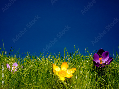Wiosna, powiew świeżości słońce, trawa, krokusy. Tekstura tło na pulpit. kolorowa łąka na życzenia dla niej, dla niego, na święta i dobry dzień. photo