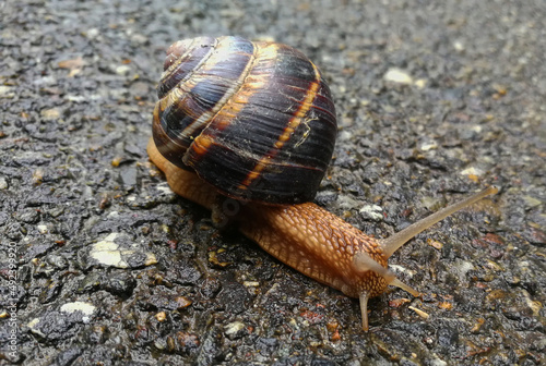 Big snail crawling on the road 