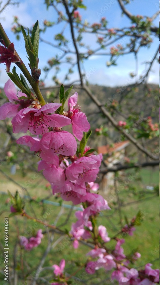 Obraz premium pink blossom