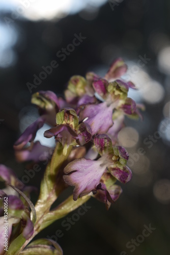 Wild Himantoglossum robertianum orchid with small flowers photo