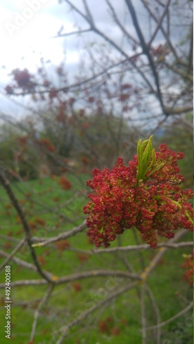 red and yellow